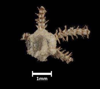 Media type: image;   Invertebrate Zoology OPH-1242 Description: Top of brittle star with a view of the disc.;  Aspect: dorsal